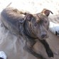 Oddie en la playa...
